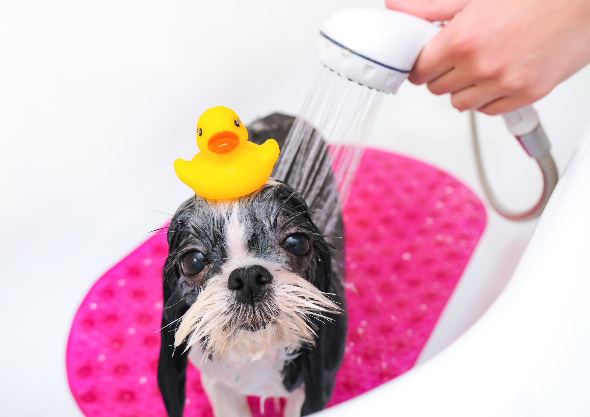 LovEly Pet Boutique - ✓ L'importanza di portare il cane in Toelettatura  secondo il Veterinario 👩🏻‍⚕️ 🐩🚿Parliamo di cani SANI: i cani possono  essere lavati con acqua e shampoo e balsamo, adeguati